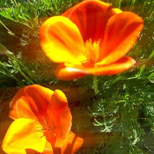 Meet your Posher, Darcy